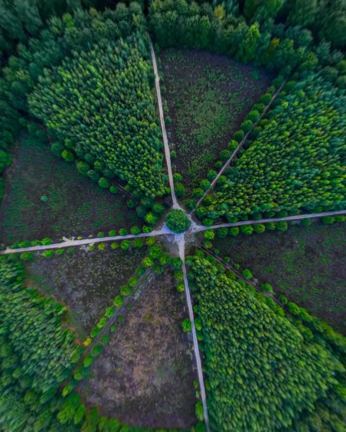 360 graden rondkijken boven het sterrenbos in het Amerongse Bos; je kijkt eerst recht naar beneden